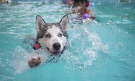 CINOFILIA, CON AICS CORSO PER TECNICO DEL NUOTO E ASSISTENTE ALLE ATTIVITA’ IN PISCINA