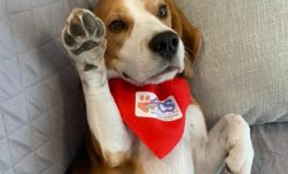 CINOFILIA, CORSO AiCS PER DOG SITTER QUALIFICATO