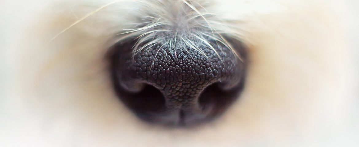 Homepage