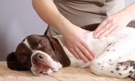SEMINARIO SUI TRATTAMENTI OLISTICI PER CANI E GATTI