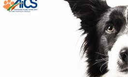 CORSO GIUDICE CINOFILO RADUNO LUDICO SPORTIVI - PELOSETTI NEL CUORE FEAT TARTUFO DORATO GOLDEN RETRIEVER
