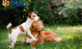 CORSO EDUCATORE CINOFILO COMPORTAMENTALE: VIRTUESDOG ACADEMY