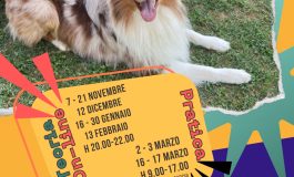 CORSO PROFESSIONAL PET SITTER