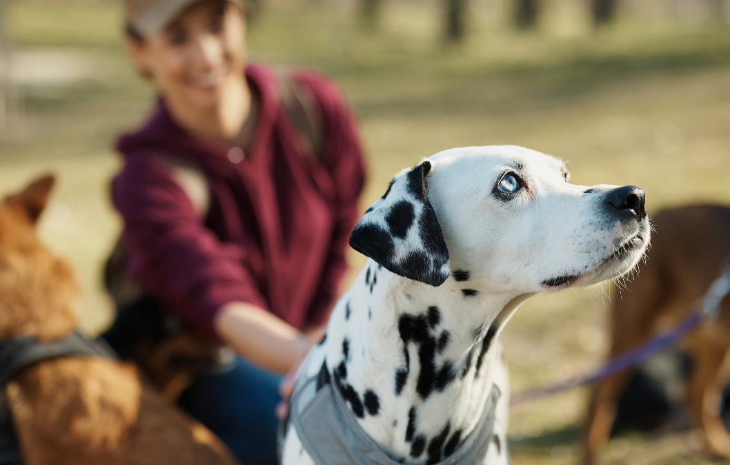 Corso di qualificazione Dog-Sitter