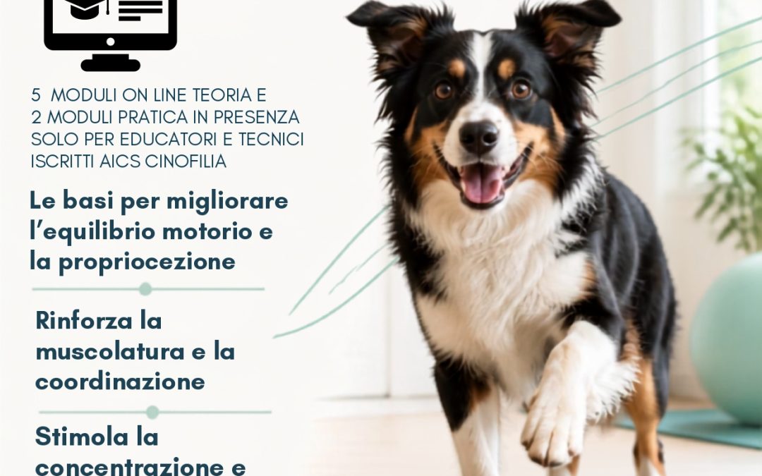 Tecnico Dog Fit Gym  